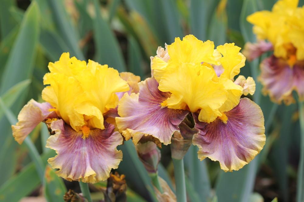 Photo of Tall Bearded Iris (Iris 'In Living Color') uploaded by ARUBA1334