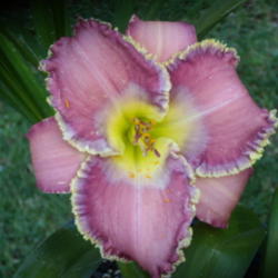 Location: My garden in Bakersfield, CA
Date: 2012-06-04 
