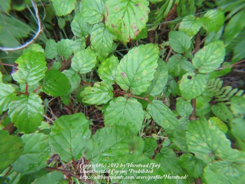 Photo of Arrowwood Viburnum (Viburnum dentatum) uploaded by Horntoad