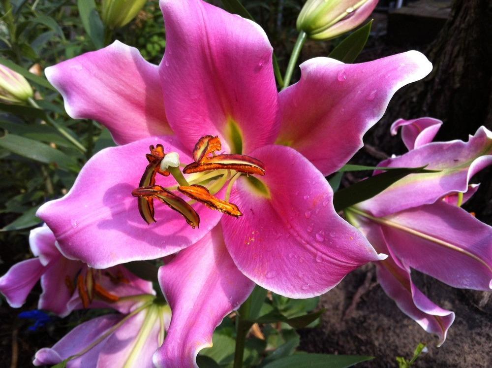 Photo of Lily (Lilium 'Julie Fowlis') uploaded by Ispahan