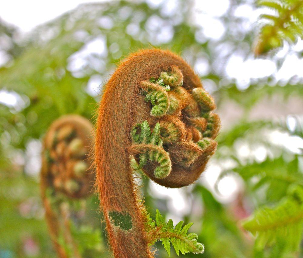 Photo of Soft Tree Fern (Dicksonia antarctica) uploaded by NEILMUIR1