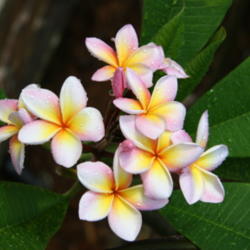 Location: Bradenton, Florida
Date: 2012-07-15
(Plumeria rubra 'Chompoo Paan') Thai Cultivar
