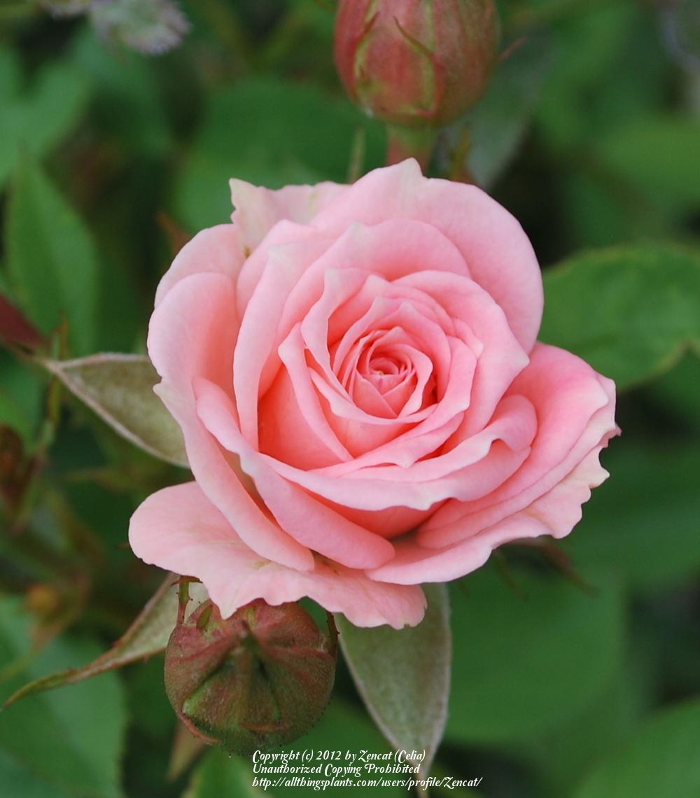 Photo of Rose (Rosa 'Barby Kordana') uploaded by Zencat