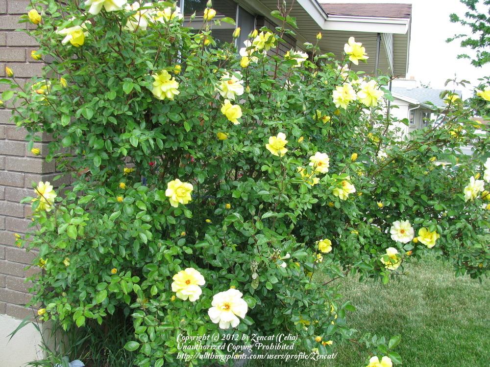 Photo of Rose (Rosa 'Golden Showers') uploaded by Zencat