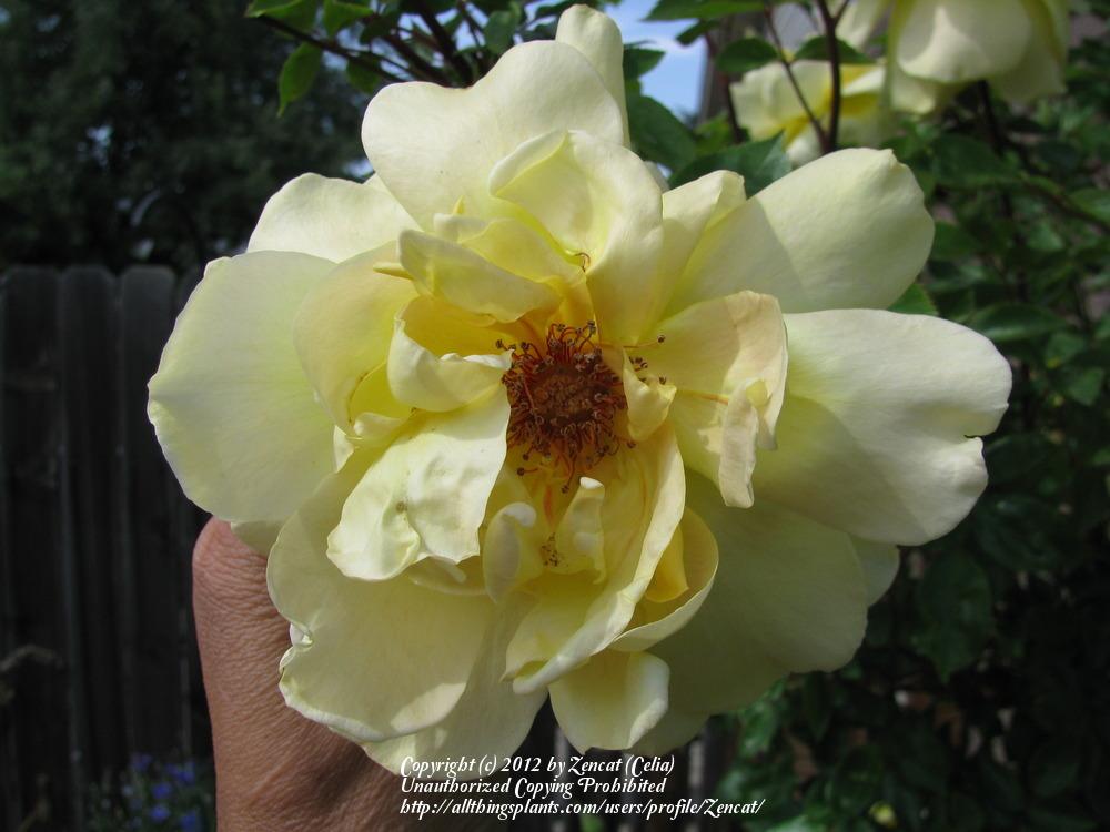 Photo of Rose (Rosa 'Golden Showers') uploaded by Zencat