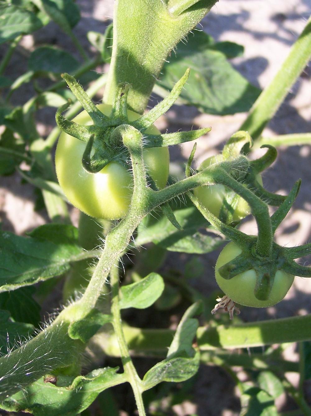 Photo of Tomato (Solanum lycopersicum 'Jung's Wayahead') uploaded by farmerdill