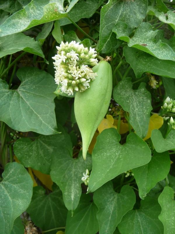 Photo of Honeyvine Milkweed (Cynanchum laeve) uploaded by gardengus