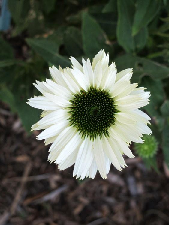 Photo of Coneflower (Echinacea 'Virgin') uploaded by goldfinch4