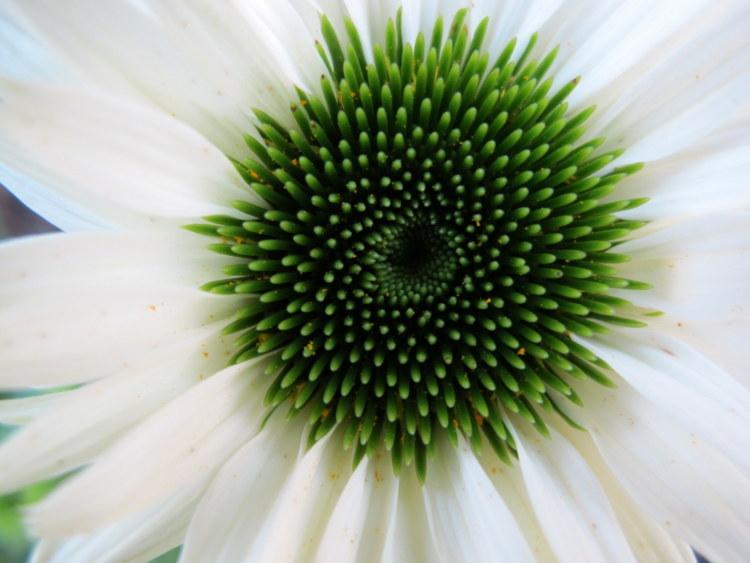 Photo of Coneflower (Echinacea 'Virgin') uploaded by goldfinch4