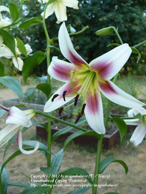 Photo of Lily (Lilium 'My Precious') uploaded by magnolialover