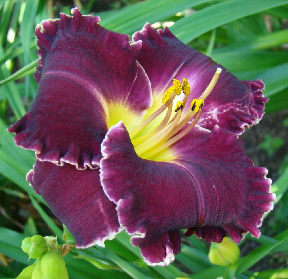 Photo of Daylily (Hemerocallis 'Larry's Obsession') uploaded by nh4me