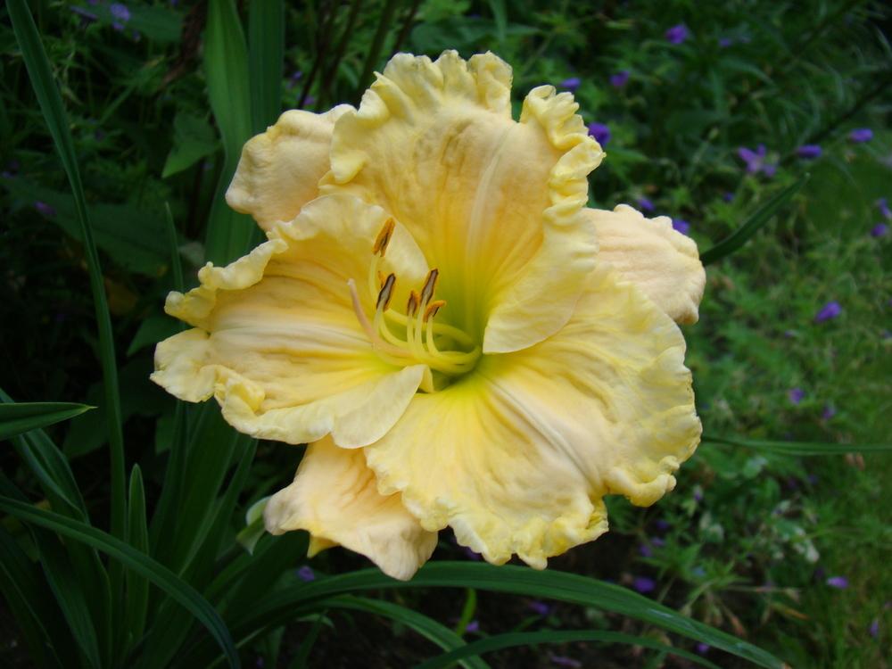 Photo of Daylily (Hemerocallis 'Caribbean Anne McWilliams') uploaded by nh4me