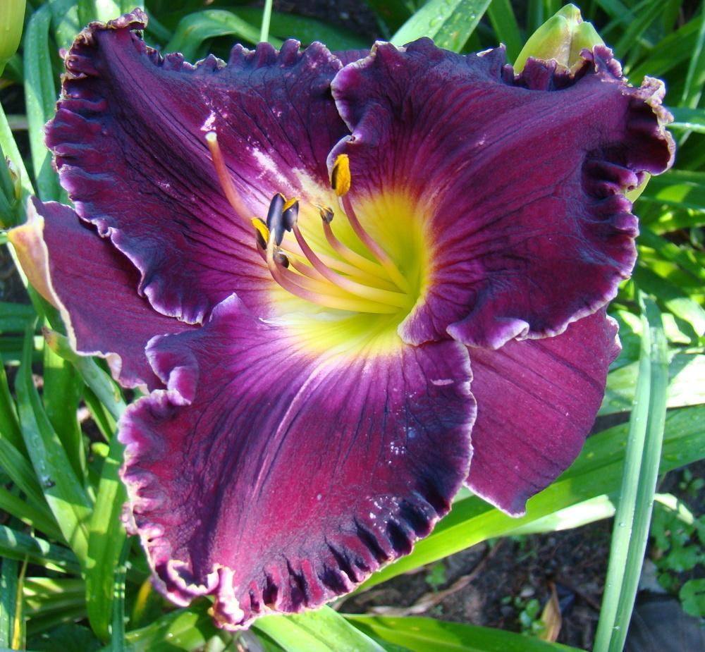 Photo of Daylily (Hemerocallis 'Born to Reign') uploaded by nh4me