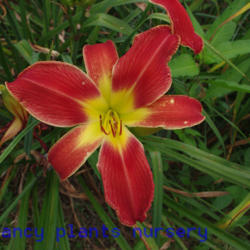 
Date: 2012-06-25
Photo Courtesy of Mr. Fancy Plants Daylily Nursery Used with Perm