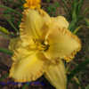 Photo Courtesy of Mr. Fancy Plants Daylily Nursery Used with Perm