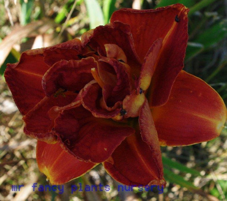 Photo of Daylily (Hemerocallis 'Mandarin Corsage') uploaded by vic