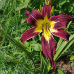 
Date: 2011-07-10
Photo Courtesy of Mr. Fancy Plants Daylily Nursery Used with Perm