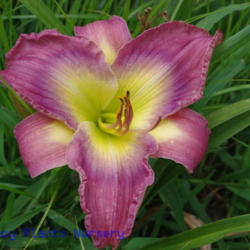 
Date: 2011-07-03
Photo Courtesy of Mr. Fancy Plants Daylily Nursery Used with Perm