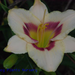 
Date: 2011-06-25
Photo Courtesy of Mr. Fancy Plants Daylily Nursery Used with Perm