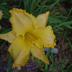 
Date: 2011-06-25
Photo Courtesy of Mr. Fancy Plants Daylily Nursery Used with Perm