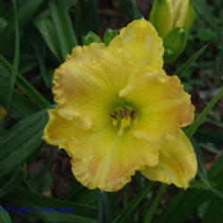 
Date: 2011-06-12
Photo Courtesy of Mr. Fancy Plants Daylily Nursery Used with Perm