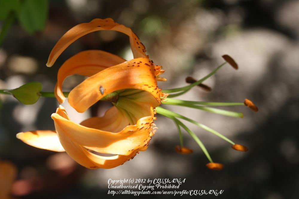 Photo of Henry's Lily (Lilium henryi) uploaded by CLUSIANA