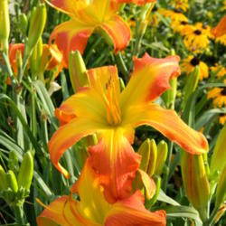 Location: Ohio
Date: 2012-07-15
AHS garden tour 2012 - Gossard's  Heavenly gardens