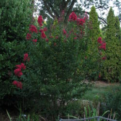 Location: Elberfeld, Indiana
Date: 2012-07-16
Lagerstroemia indica 'Victor'  - taller than the 3-4' it was supp