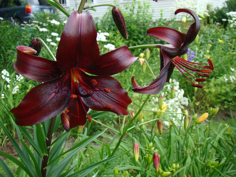 Photo of Lily (Lilium 'Night Flyer') uploaded by nh4me