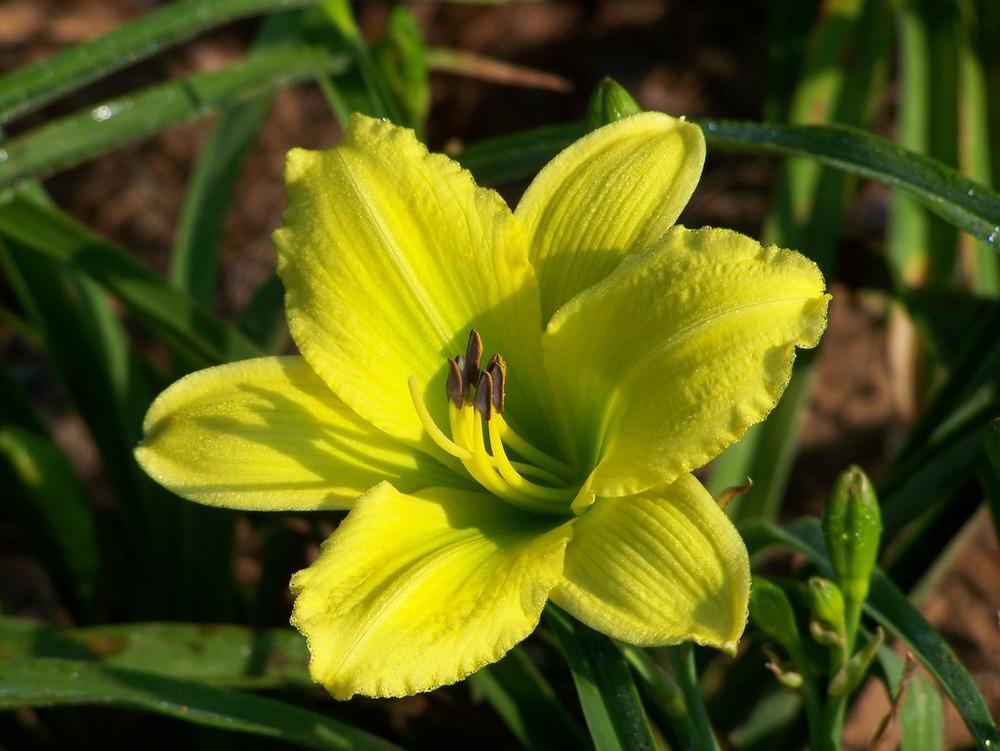 Photo of Daylily (Hemerocallis 'Green Flutter') uploaded by Calif_Sue
