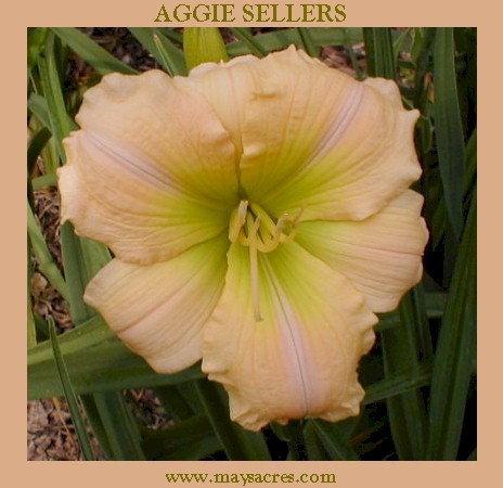 Photo of Daylily (Hemerocallis 'Aggie Sellers') uploaded by Joy