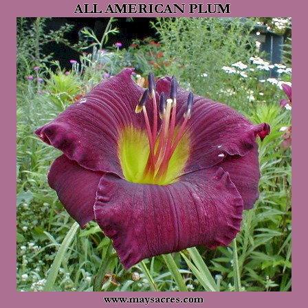 Photo of Daylily (Hemerocallis 'All American Plum') uploaded by Joy