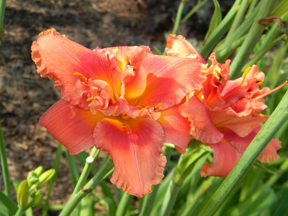 Photo of Daylily (Hemerocallis 'But Wait, There's More') uploaded by Lilydaydreamer
