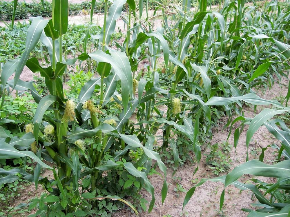 Photo of Sweet Corn (Zea mays subsp. mays 'Silver Queen') uploaded by farmerdill