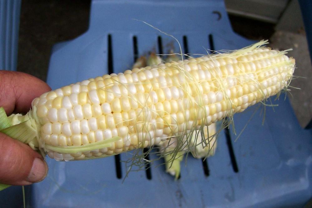 Photo of Sweet Corn (Zea mays subsp. mays 'Luscious') uploaded by farmerdill