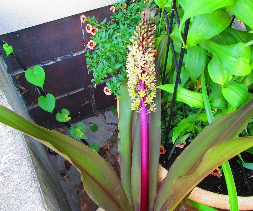 Photo of Pineapple Lily (Eucomis comosa 'Oakhurst') uploaded by jmorth