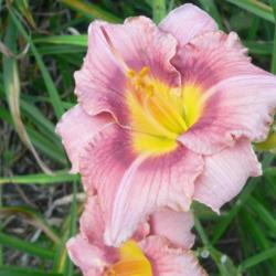 
Courtesy of John B. Paine III of Richmond Daylilies Used with Per