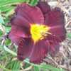 Courtesy of John B. Paine III of Richmond Daylilies Used with Per
