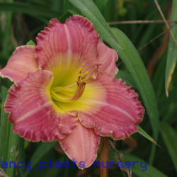 
Date: 2012-06-25
Photo Courtesy of Mr. Fancy Plants Daylily Nursery Used with Perm