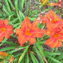 
Courtesy of John B. Paine III of Richmond Daylilies Used with Per