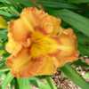Courtesy of John B. Paine III of Richmond Daylilies Used with Per