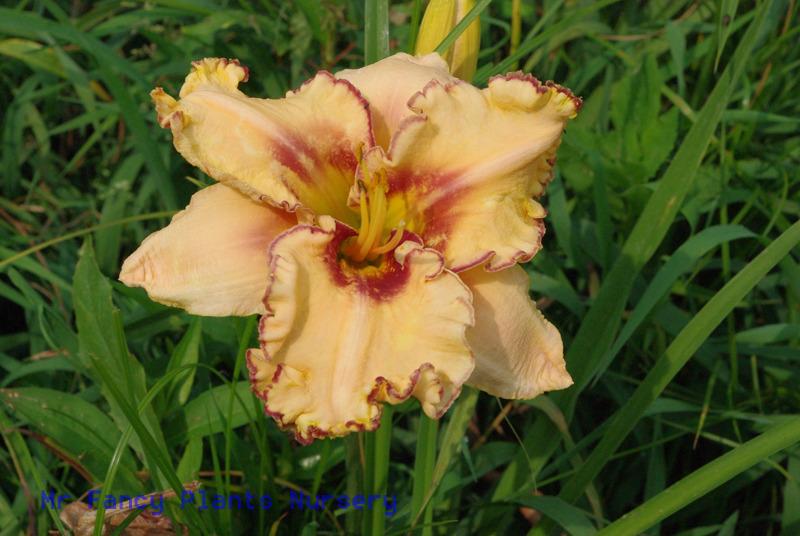 Photo of Daylily (Hemerocallis 'Woman at the Well') uploaded by vic