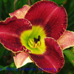 
Date: 2012-06-11
Photo Courtesy of Mr. Fancy Plants Daylily Nursery Used with Perm