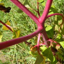 Location: Northeastern, Texas
Date: 2012-07-16
stems are smooth and a bright, almost fuscia color