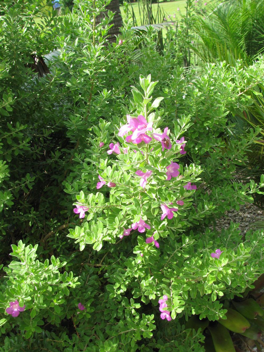 Photo of Texas Sage (Leucophyllum frutescens) uploaded by Dutchlady1
