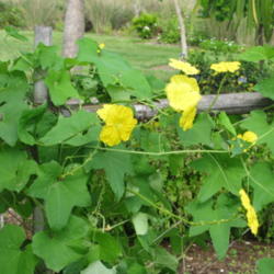 Location: Southwest Florida
Date: July 2012
plant with flowers