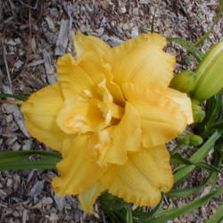 
Photo Courtesy of May's Acres Daylilies. Used with Permission.