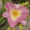 Photo Courtesy of May's Acres Daylilies. Used with Permission.