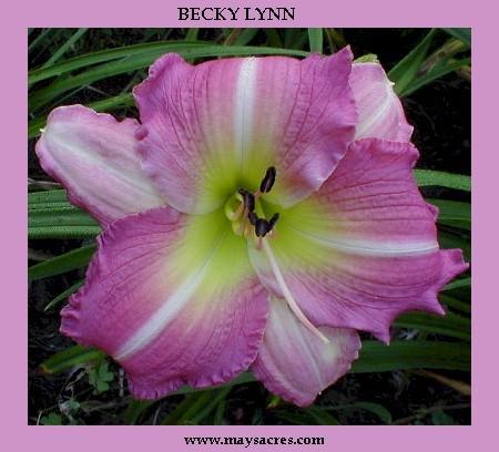 Photo of Daylily (Hemerocallis 'Becky Lynn') uploaded by Joy