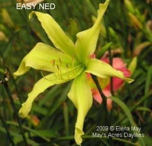 Photo of Daylily (Hemerocallis 'Easy Ned') uploaded by Joy